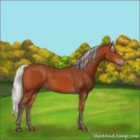 Horse Color:Silver Bay 