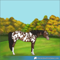 Horse Color:Gray Sable Champagne Near Leopard 