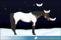 Horse Color:Brown Appaloosa