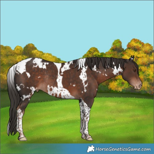 Horse Color:White Spotted Liver Chestnut Tobiano Appaloosa Rabicano 