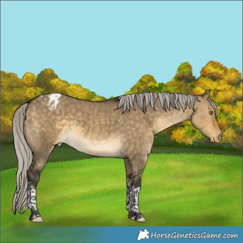 Horse Color:Silver Buckskin Dun Tobiano Appaloosa 