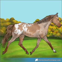 Horse Color:Red Dun  and Red Dun Appaloosa 