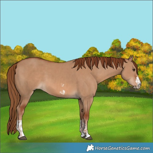 Horse Color:Red Dun  and Red Dun 