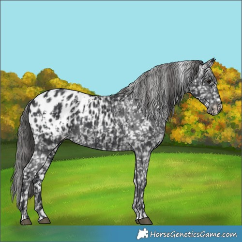Horse Color:Black Appaloosa  and Black Appaloosa 