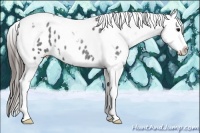 Horse Color:Blue Roan Splash Tobiano Appaloosa