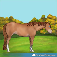 Horse Color:Gray Gold Champagne