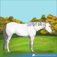 Horse Color:White Spotted Grullo Appaloosa 