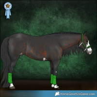 Horse Color:Brown Rabicano and Black Appaloosa