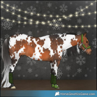 Horse Color:White Spotted Brown 