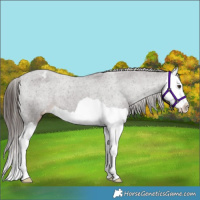 Horse Color:Liver Chestnut Splash Appaloosa 