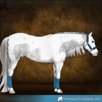 Horse Color:Smoky Blue Roan Splash Tobiano Appaloosa 