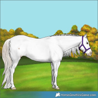 Horse Color:Chocolate Palomino Sabino Splash Appaloosa