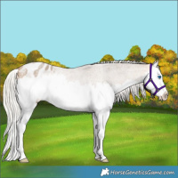 Horse Color:Silver Buckskin Roan Splash Varnish Rabicano 