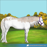 Horse Color:Silver Buckskin Roan Splash Appaloosa Rabicano