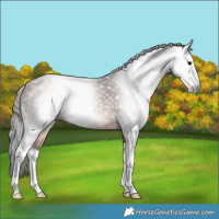 Horse Color:Gray Bay Splash Rabicano 