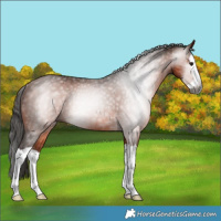 Horse Color:Gray Bay Splash Rabicano