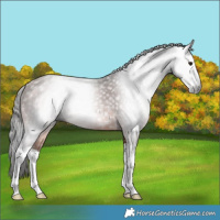 Horse Color:Gray Bay Splash Rabicano 