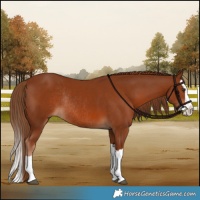 Horse Color:Chestnut Splash Rabicano 