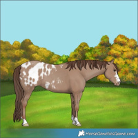 Horse Color:Classic Champagne Appaloosa 