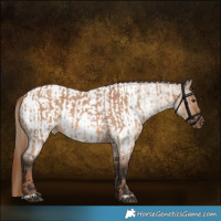 Horse Color:Red Dun  and Liver Red Dun Roan Near Fewspot Rabicano 