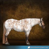 Horse Color:Red Dun  and Liver Red Dun Roan Appaloosa Rabicano 