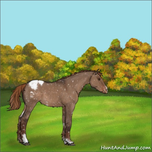 Horse Color:Liver Red Dun Sabino Appaloosa 