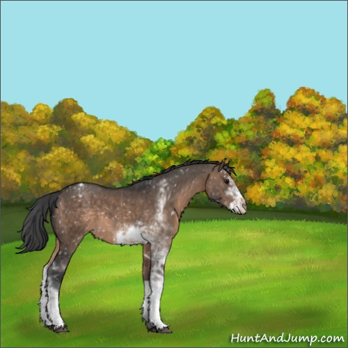 Horse Color:Brown Dun Sabino Appaloosa 