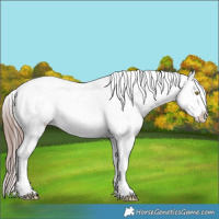 Horse Color:Liver Red Roan Appaloosa 