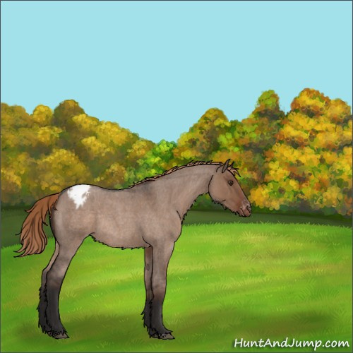 Horse Color:Liver Red Dun Roan Appaloosa Rabicano 