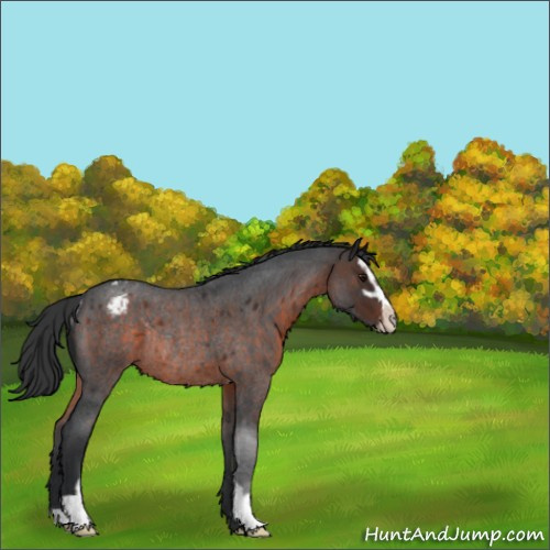 Horse Color:Brown Roan Sabino Appaloosa Rabicano 