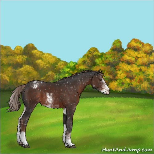 Horse Color:Liver Chestnut Sabino Appaloosa 