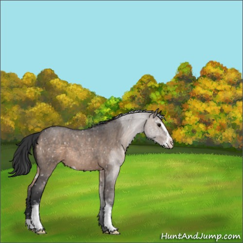 Horse Color:Brown Roan Dun Sabino Appaloosa 