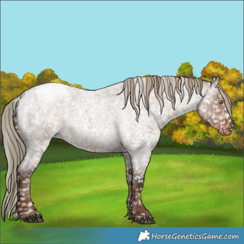 Horse Color:Liver Red Dun Roan Appaloosa 