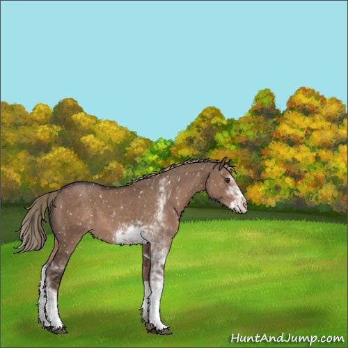 Horse Color:Liver Red Dun Sabino Appaloosa 