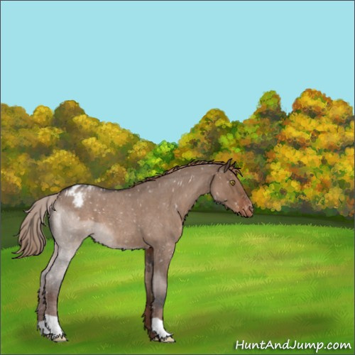 Horse Color:Liver Red Dun Roan Appaloosa 