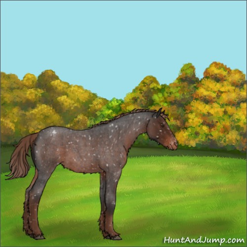 Horse Color:Liver Red Roan Sabino Appaloosa 