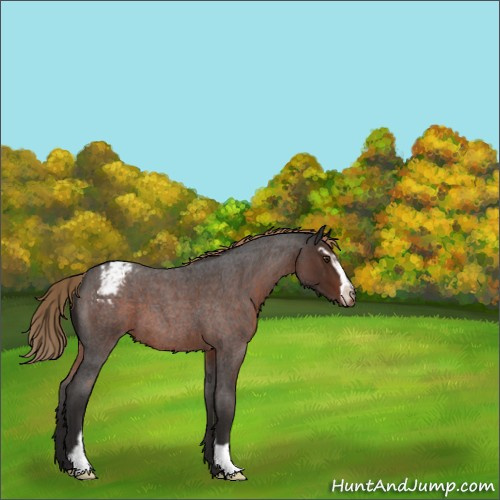 Horse Color:Liver Red Roan Sabino Appaloosa 