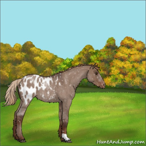 Horse Color:Liver Red Dun Roan Appaloosa 