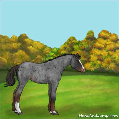 Horse Color:Liver Red Roan Sabino Varnish 