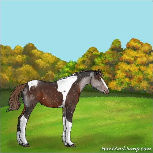 Horse Color:Liver Chestnut Sabino Tobiano Appaloosa 