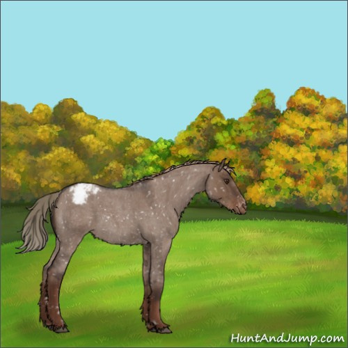 Horse Color:Liver Red Dun Roan Sabino Appaloosa 