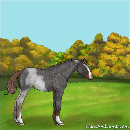 Horse Color:Liver Red Roan Sabino Appaloosa 