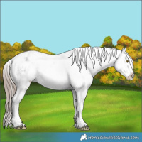 Horse Color:Liver Red Roan Sabino Snowflake Varnish 