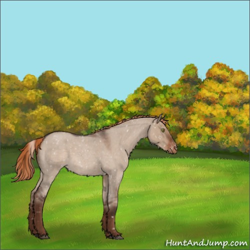Horse Color:Liver Red Dun Roan Appaloosa 