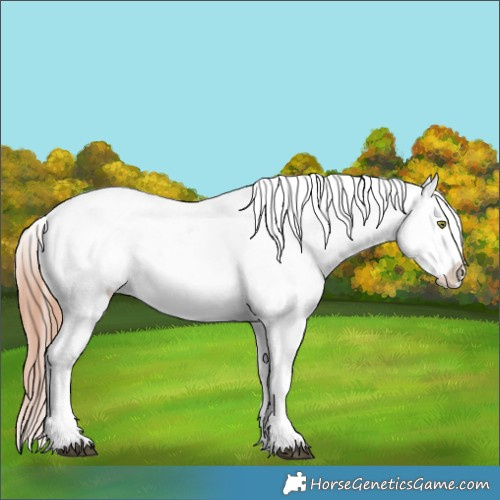 Horse Color:Liver Red Dun Roan Appaloosa 
