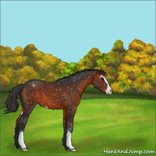 Horse Color:Brown Sabino Appaloosa 