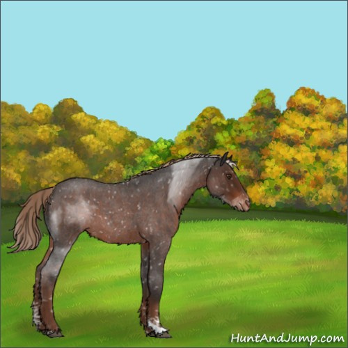 Horse Color:Liver Red Roan Sabino Appaloosa 