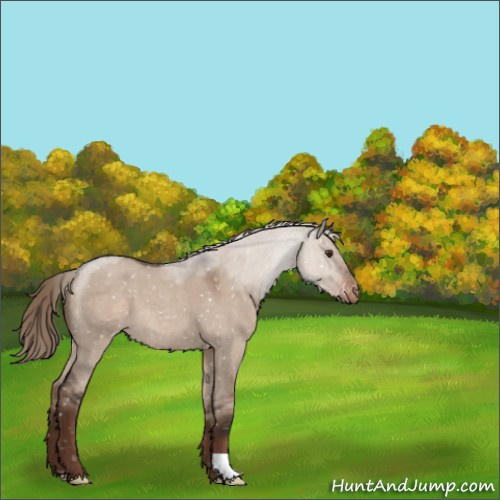 Horse Color:Liver Red Dun Roan Appaloosa 