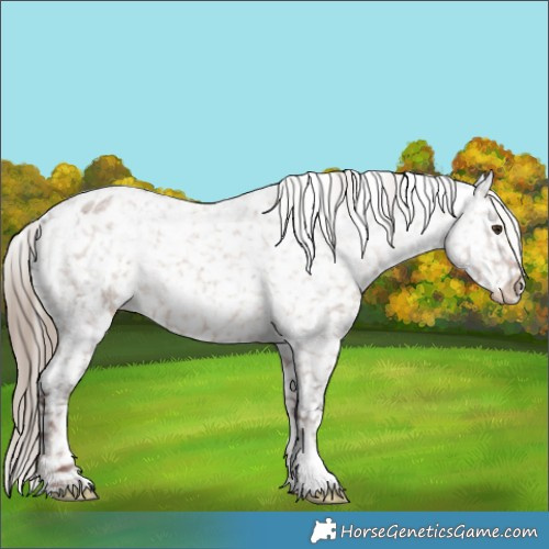 Horse Color:Liver Red Dun Roan Appaloosa 