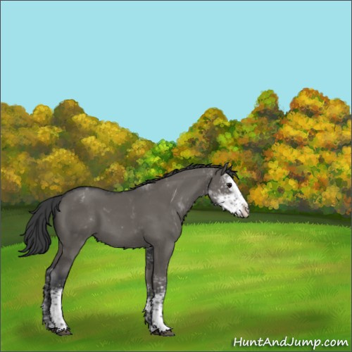Horse Color:Grullo Sabino Appaloosa 